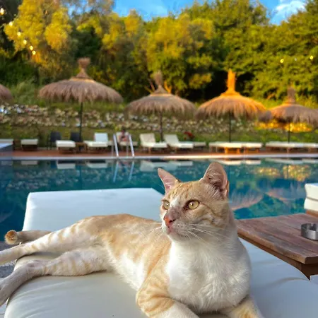 Hotell Olivia's Hill 4*