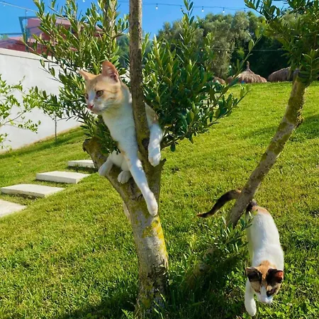 Olivia's Hill Ξενοδοχείο Kryemëdhej
