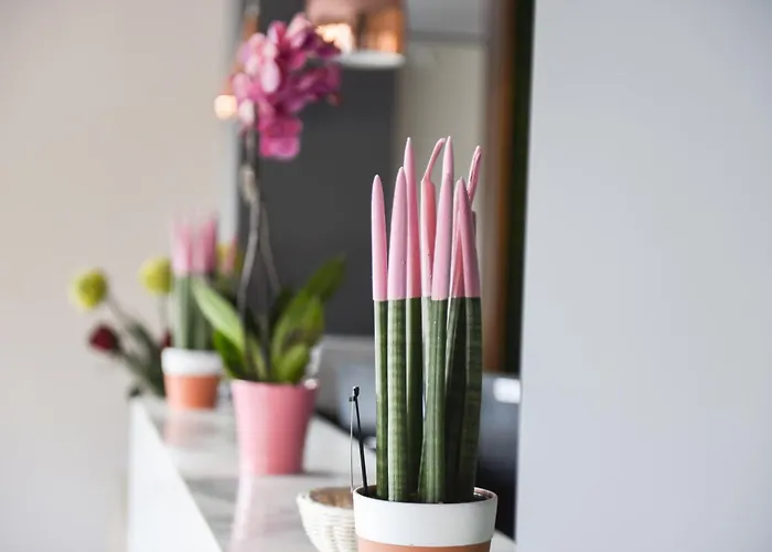 Padel Olivia's Hill 4*