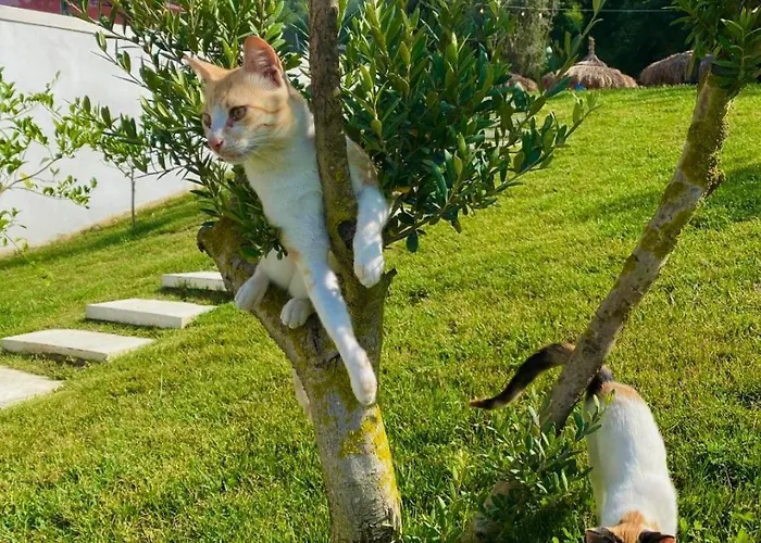 Padel Olivia's Hill 酒店 Kryemëdhej